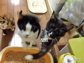 猫咪吃瓜最新事件,揭秘宠物界的“瓜王”传奇  第2张